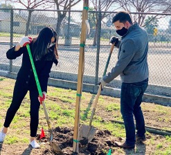 treeplanting