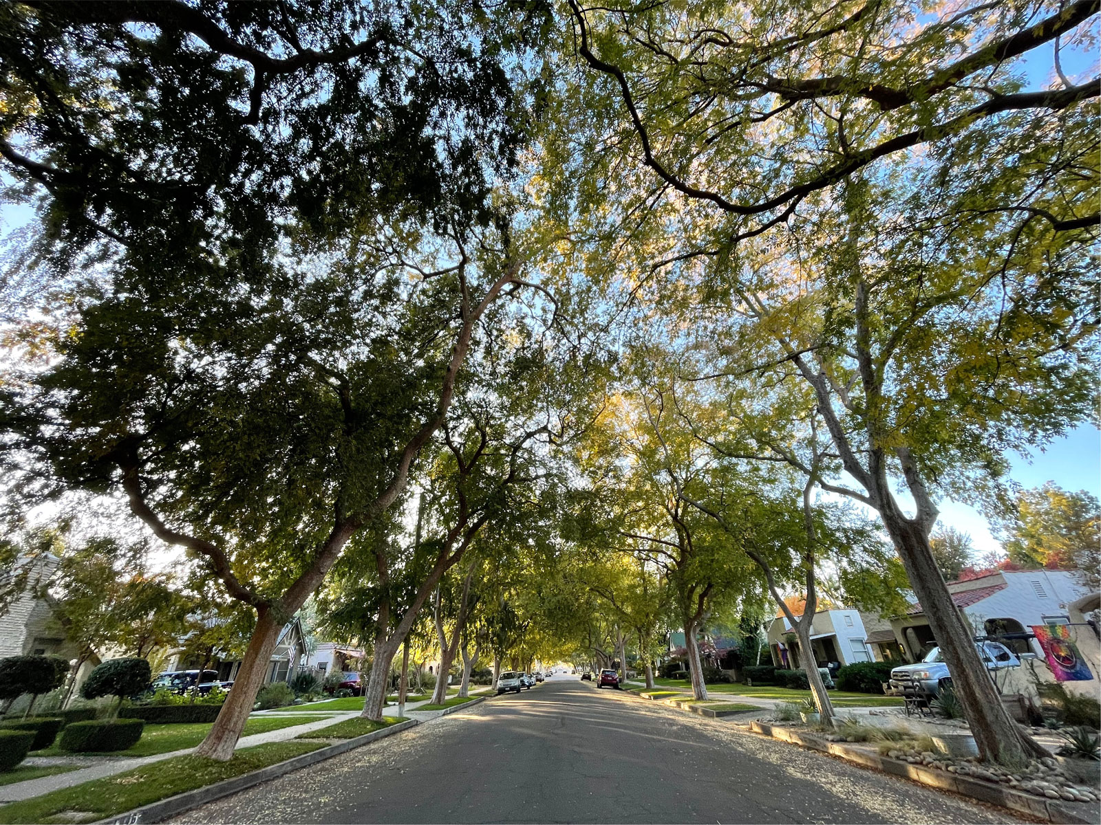 Tree Survey – City of Fresno