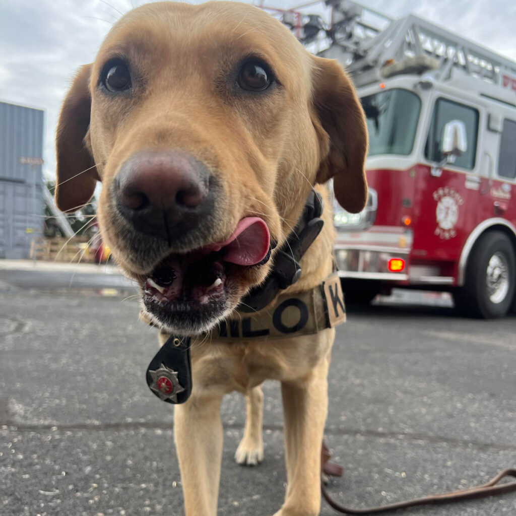 Shilo FFD Arson Dog